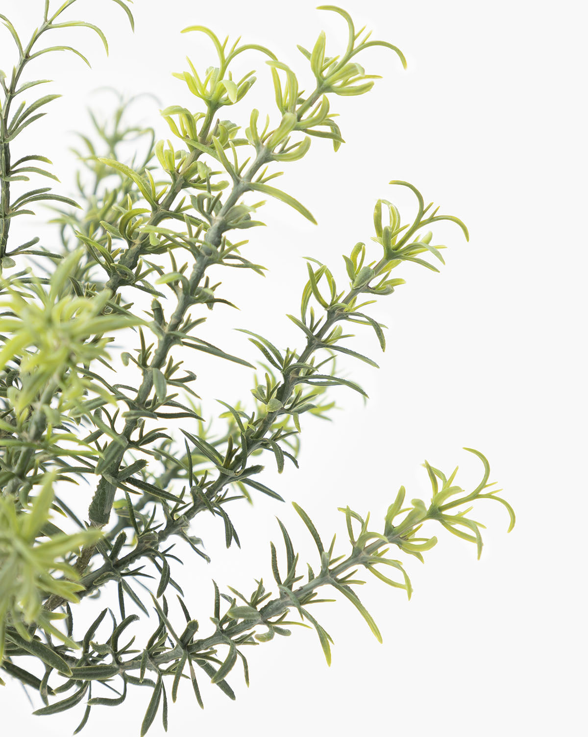 Potted Faux Rosemary Topiary - image 3